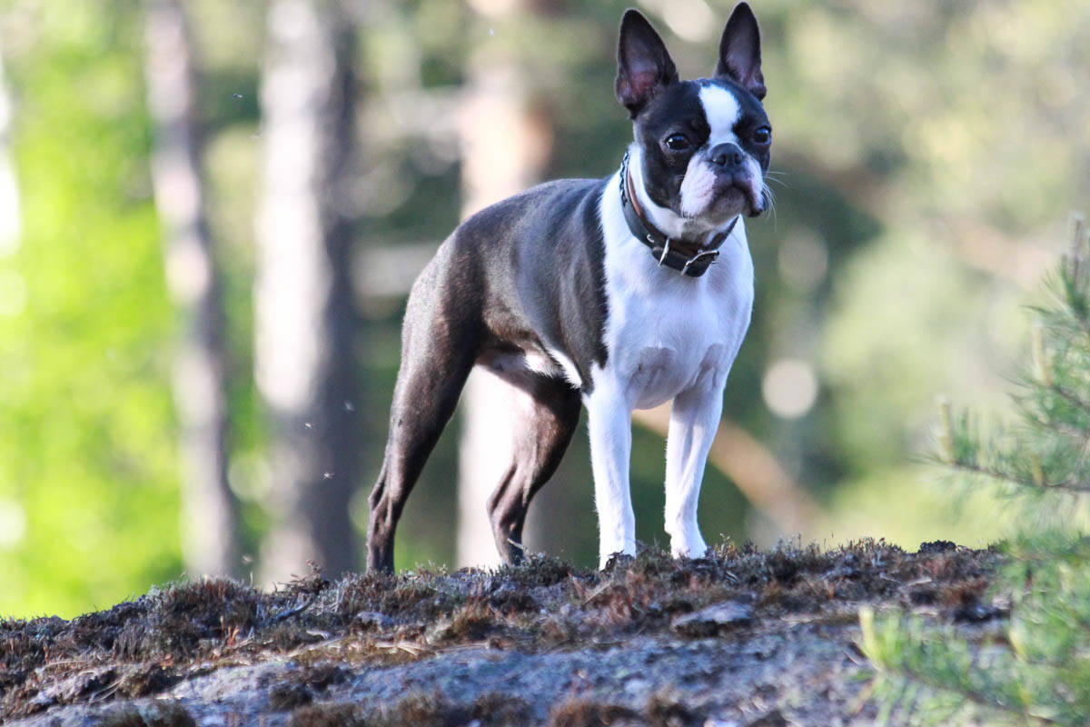 Ruska metsässä 27.5.2013