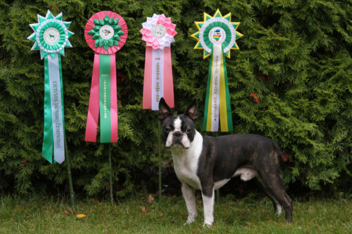 Bono LT EE LV Baltia JCH 11.1.2014