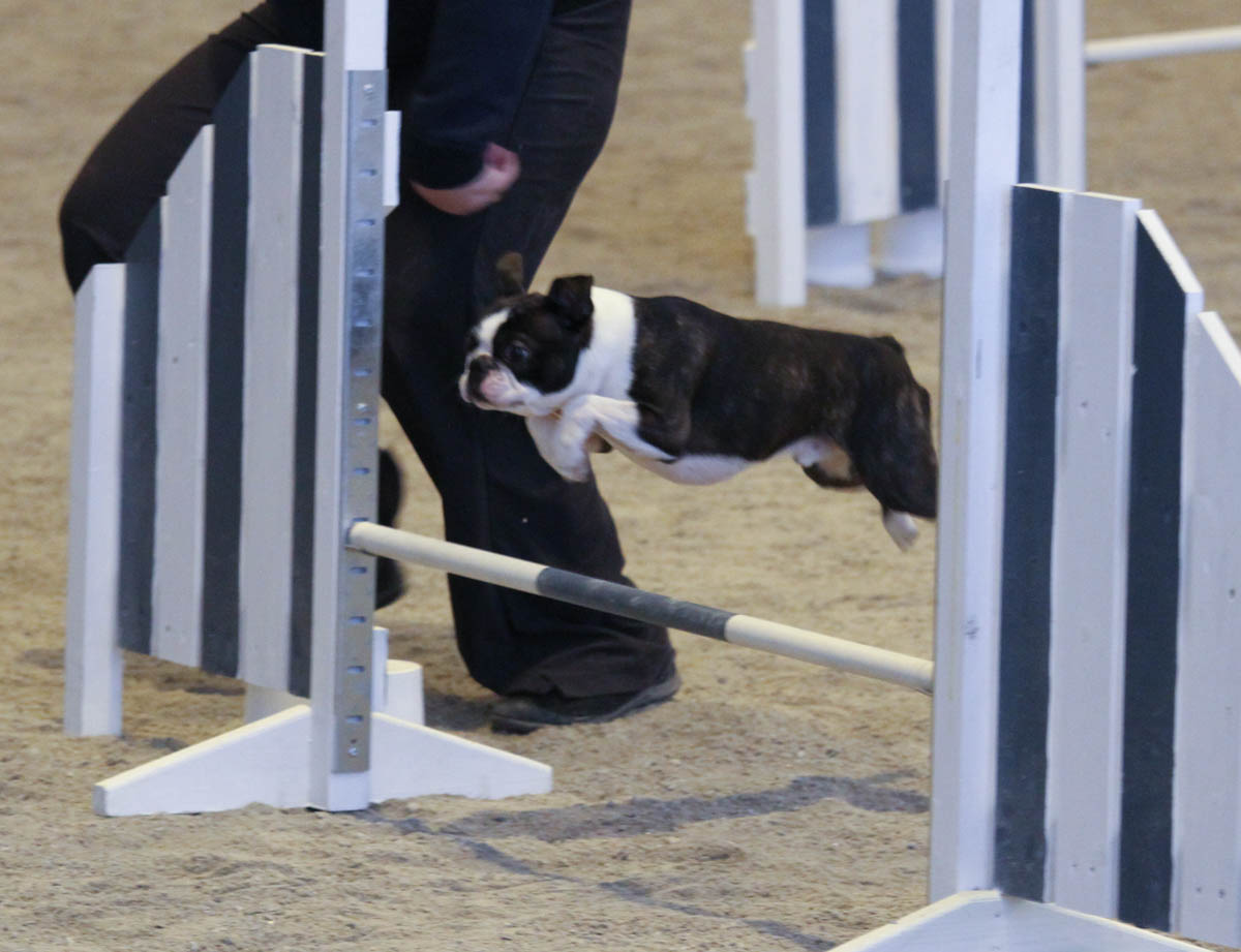Ensimmäisissä virallisissa agility kilpailuissa!