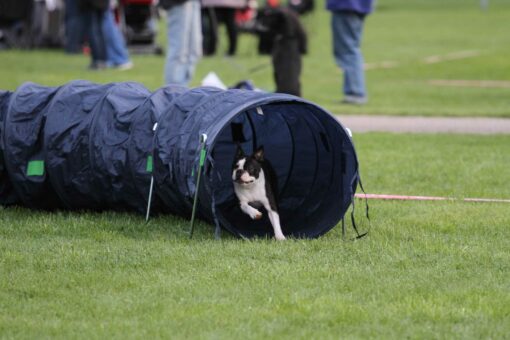 Putki on Bonon lemppari :)