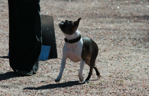 Rally-Ruska oli vireessä!