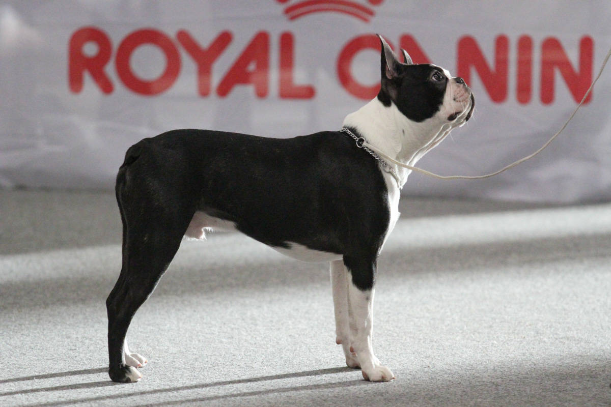 Jimi Helsinki Puppy Showssa ja Voittaja Puppy Showssa