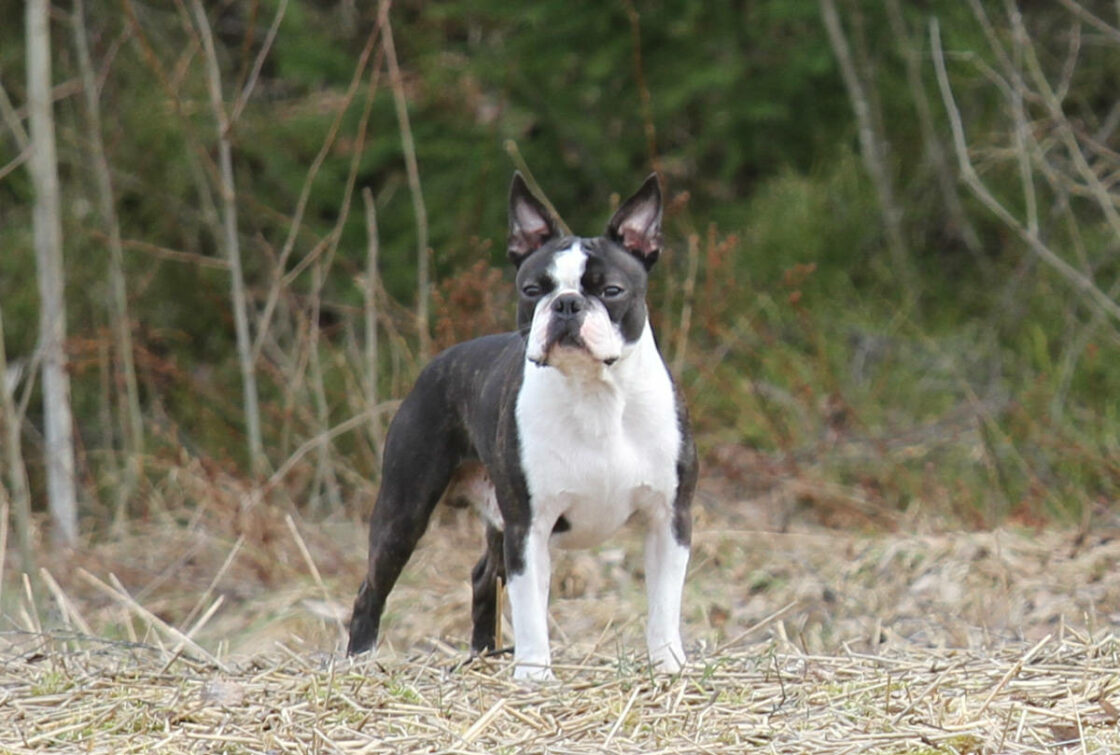 Bono Haltialassa 4-2015