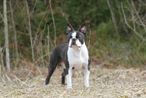 Bono Haltialassa 4-2015