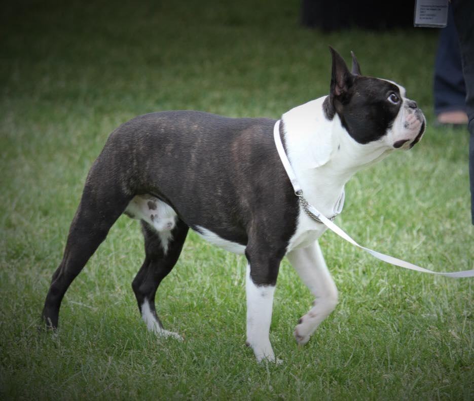 Viron juniorivoittaja 2016