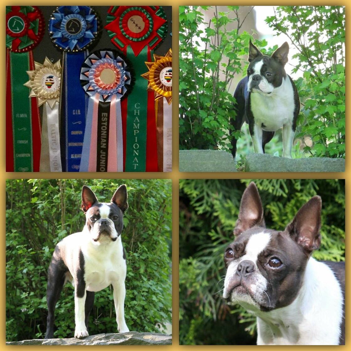 Kollaasi - Ruska, Bono ja Jimi.