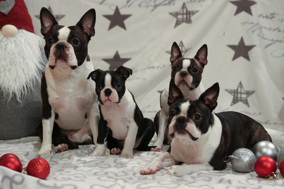 Koikut jouluna 2017.