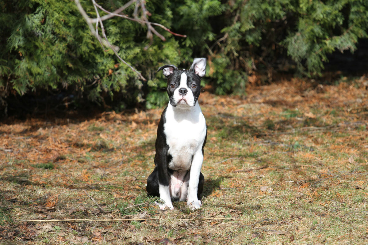 Tico kotipihalla 7.4.2018.